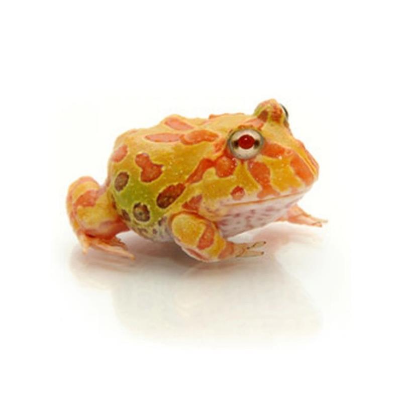 Ceratophrys Cranwelli albino - imagine 4